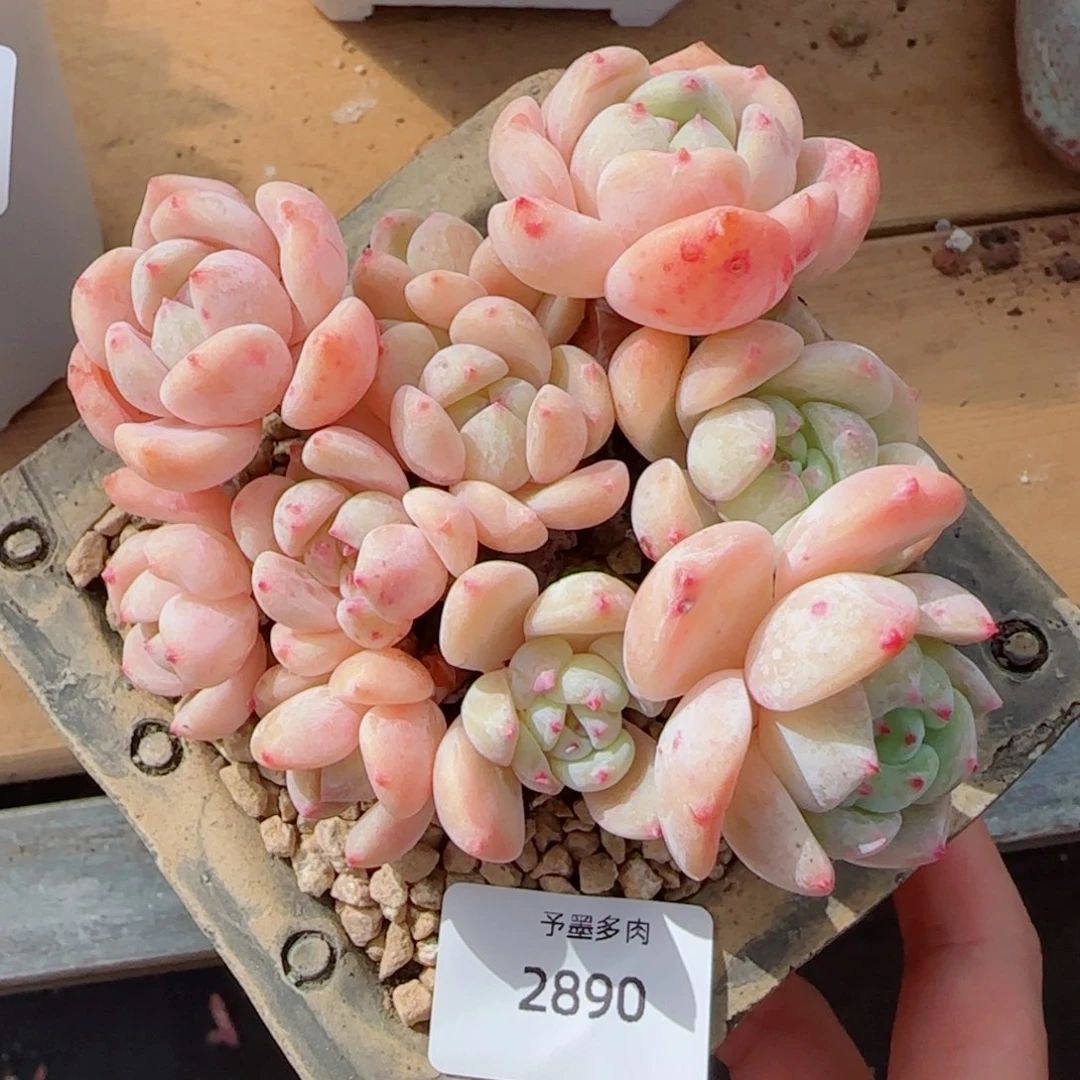 望舒无砍，2890多肉植物