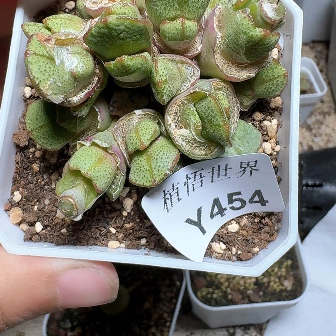 454盒多肉植物哇f f