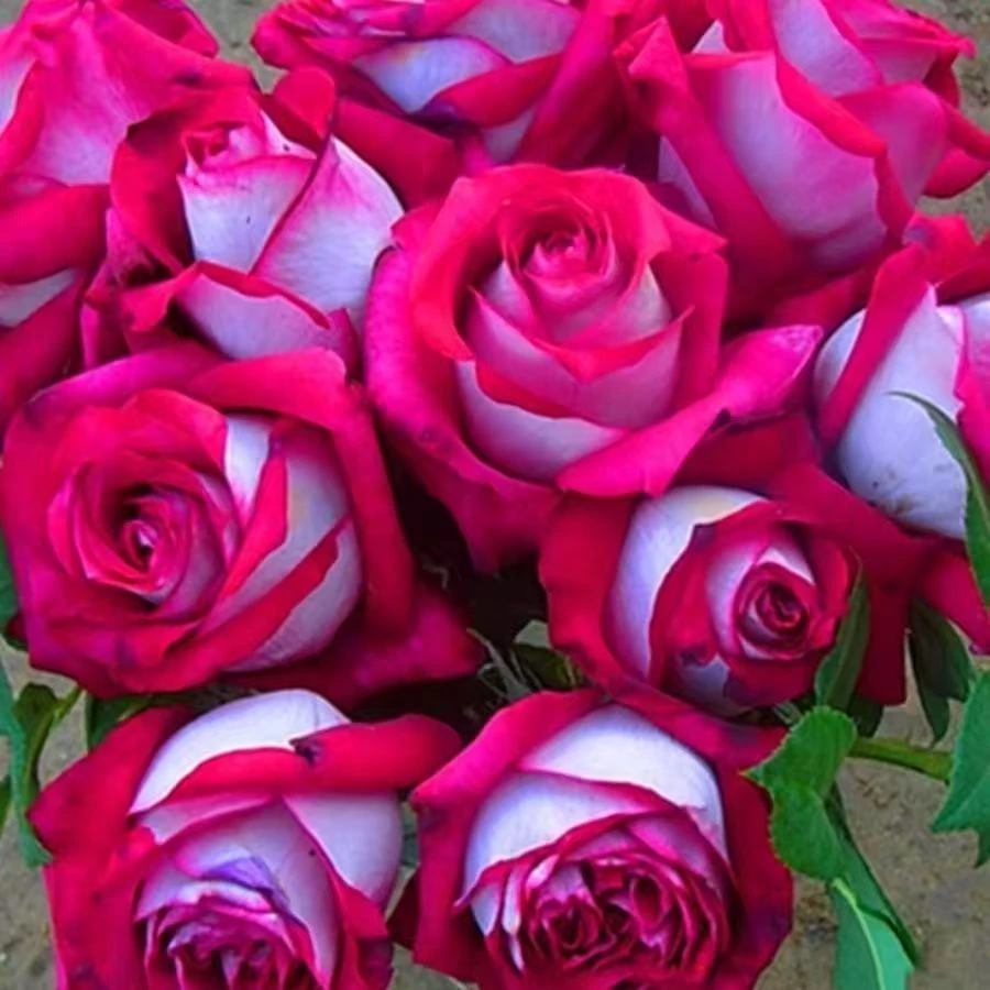 莫妮卡贝鲁奇四季开花大花浓香切花月季花苗玫瑰阳台庭院玫瑰盆栽