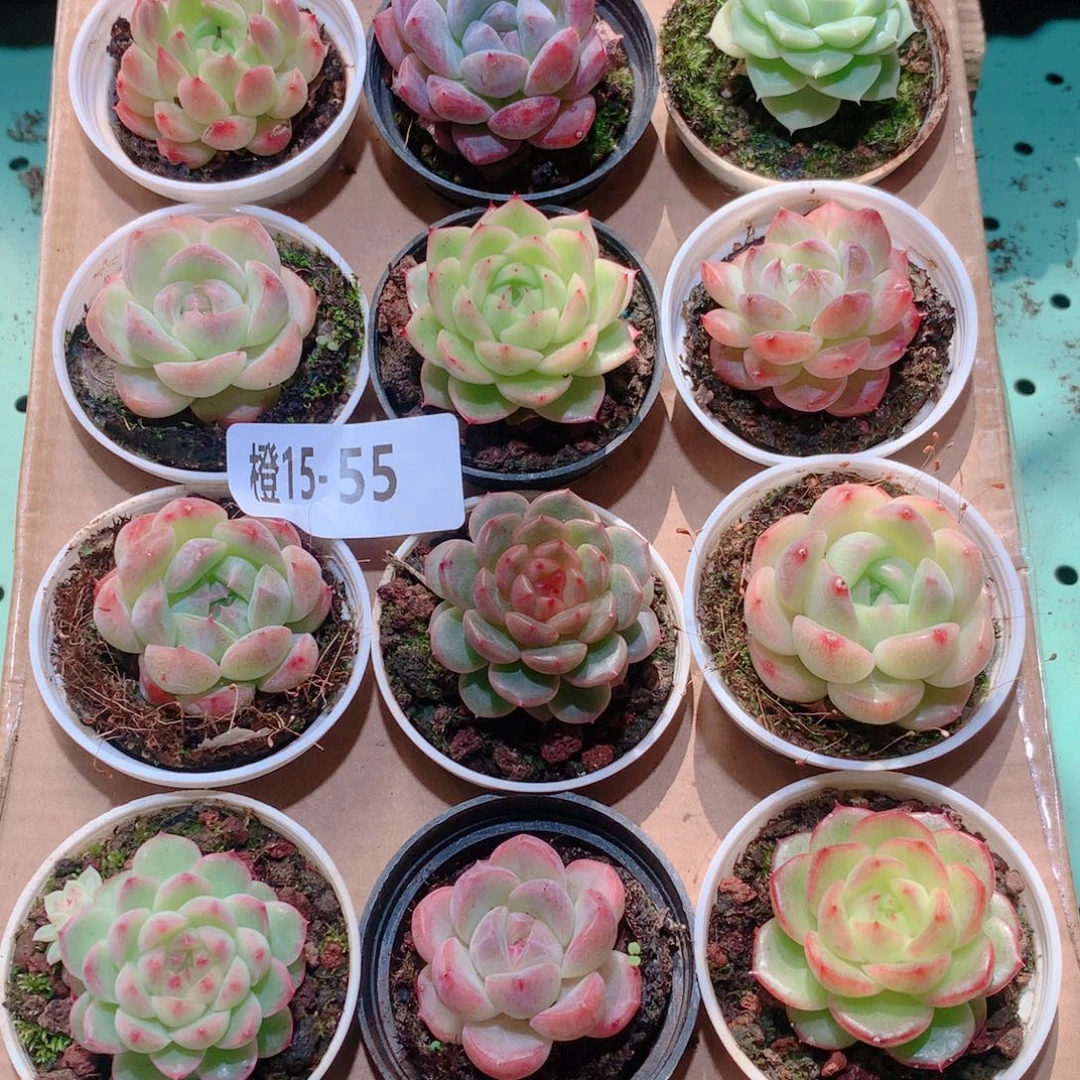 15-55一物一拍多肉带盆18颗