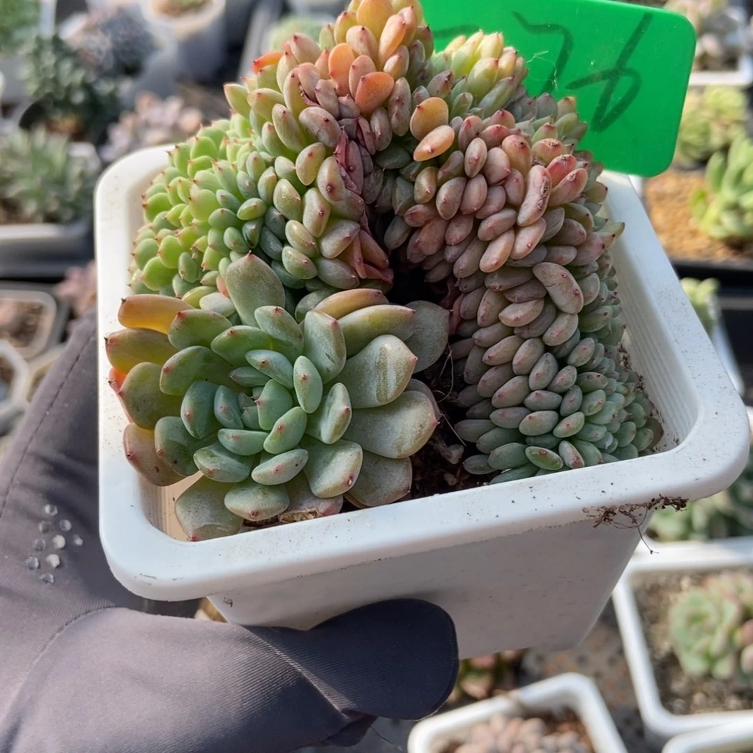 776白胖子缀多肉植物
