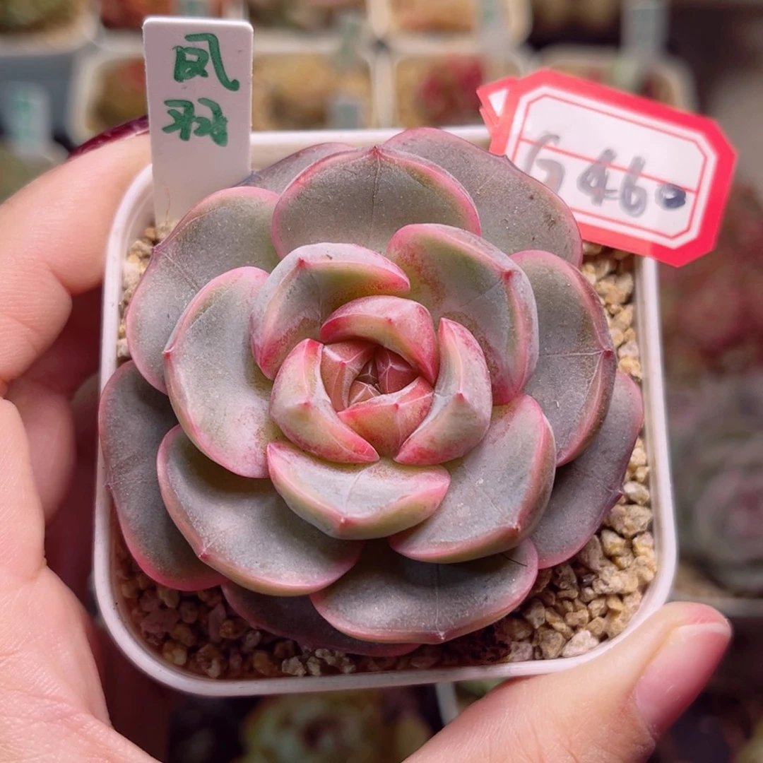 G460 一物一拍 凤羽