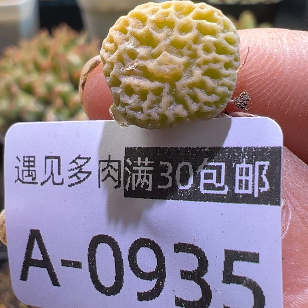 多肉植物111111111111111