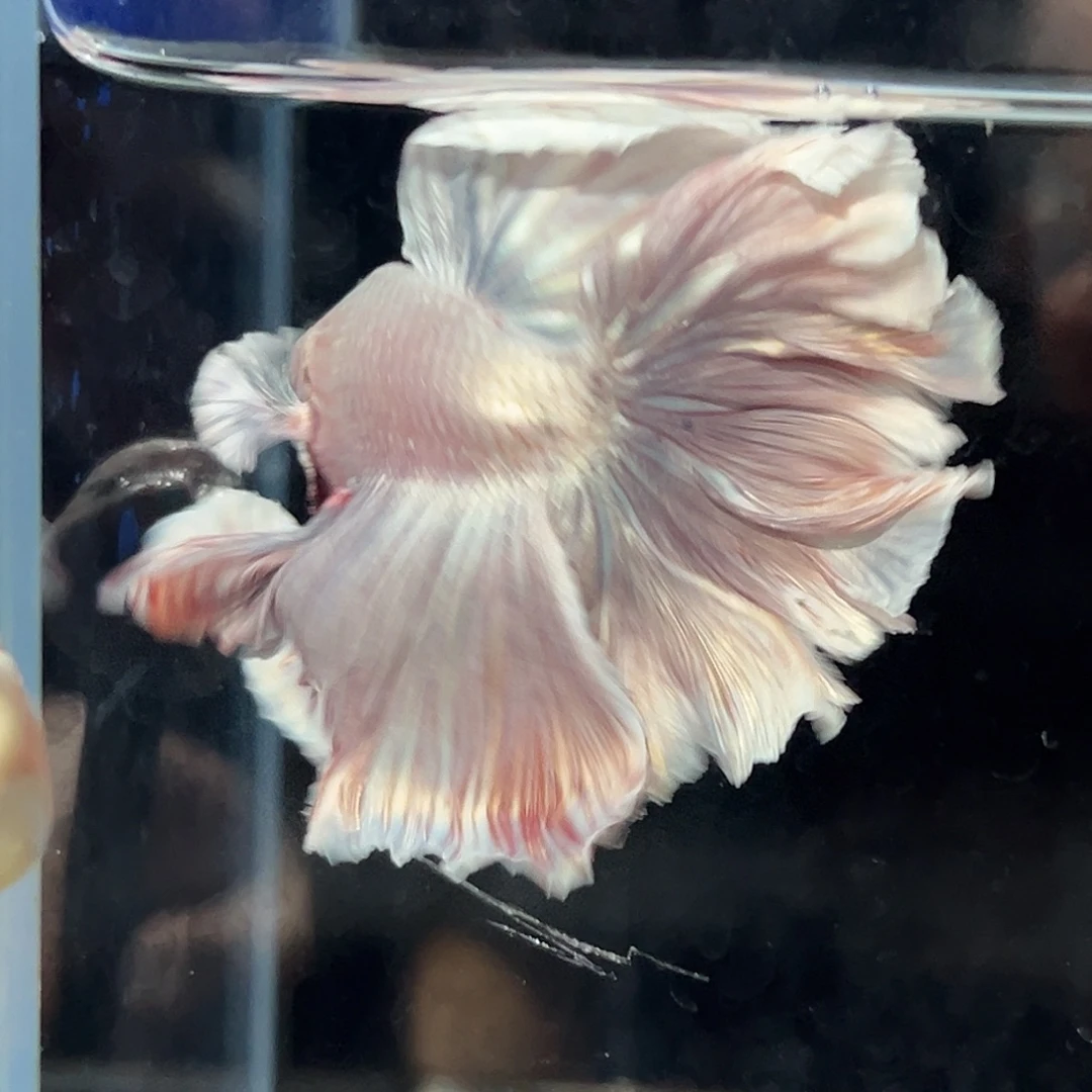 斗鱼8号灰粉色金属