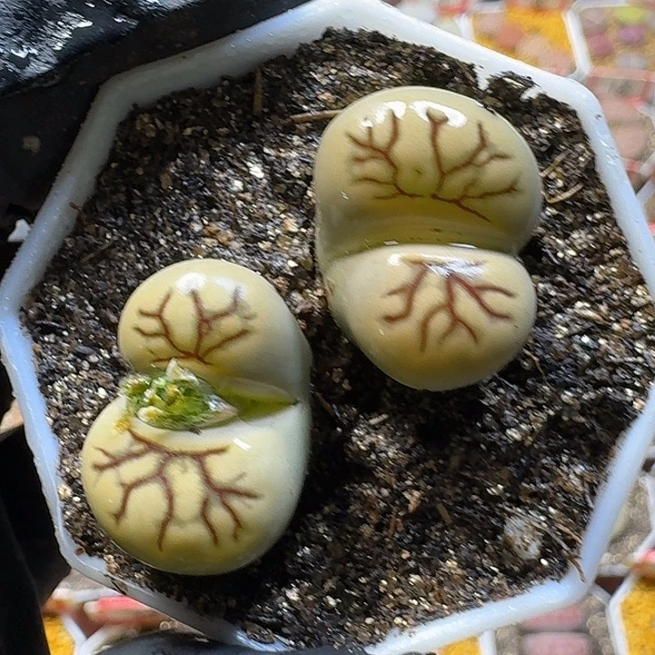 生石花2:：：：。  18号