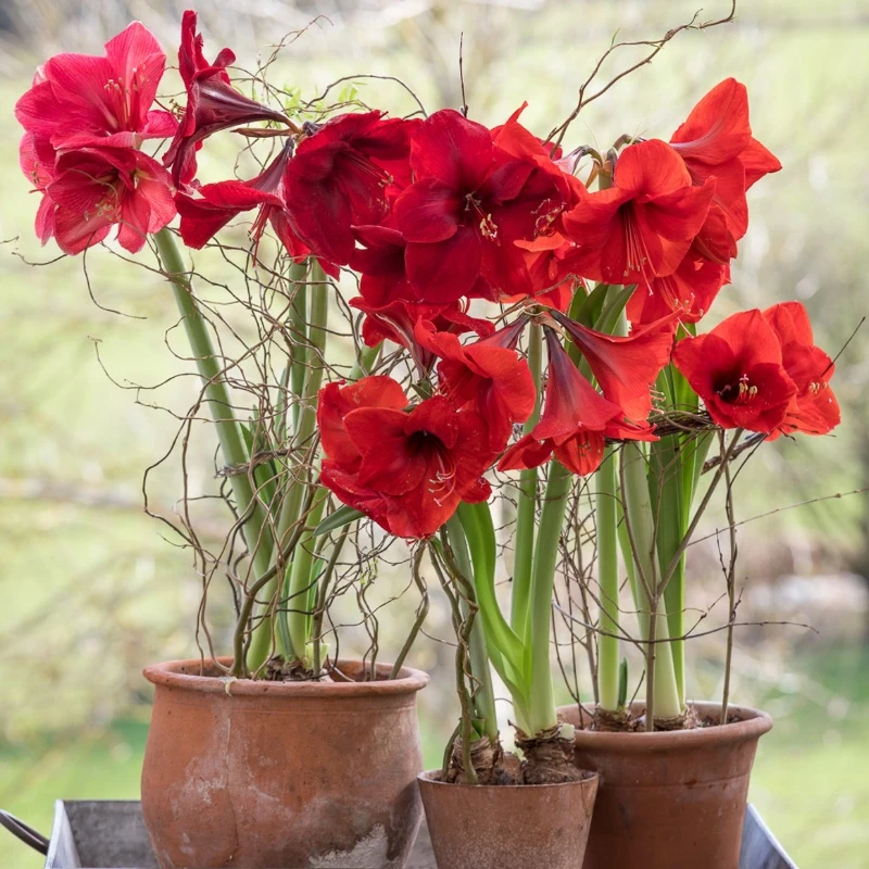 【有寻种球】国产圣诞快乐 朱顶红裸球优质内阳台庭院多年生