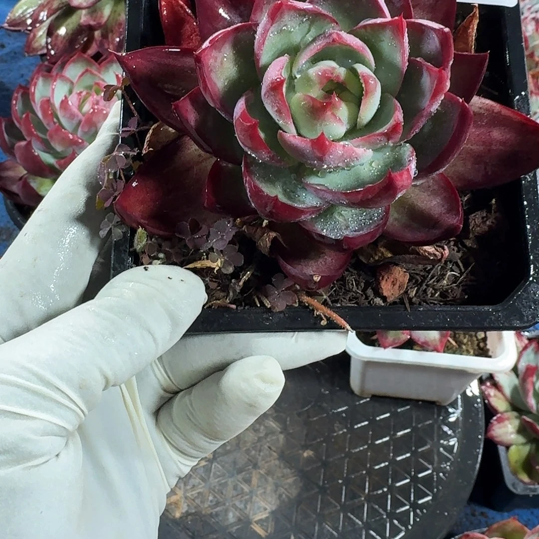 惊鸿惊鸿惊鸿 478........