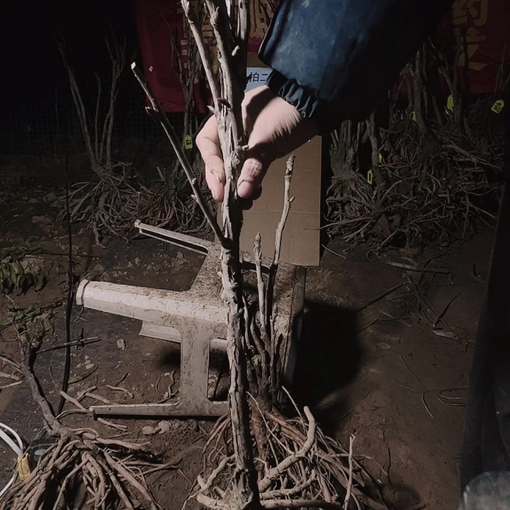 当前无花栽培后可以开花仙桃