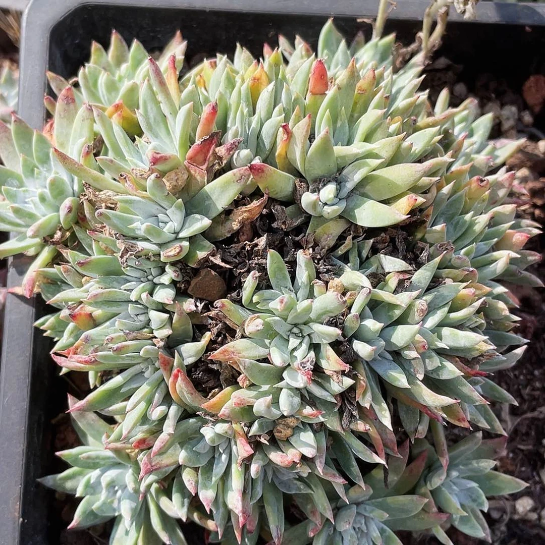 白雪缀化多头老桩10005