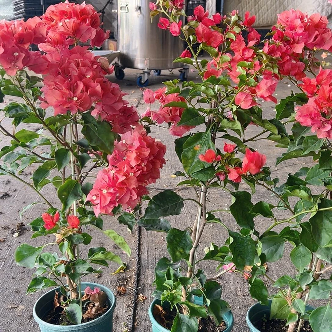 当前无花栽培后可以开花蒙娜丽莎红日落带竹一颗