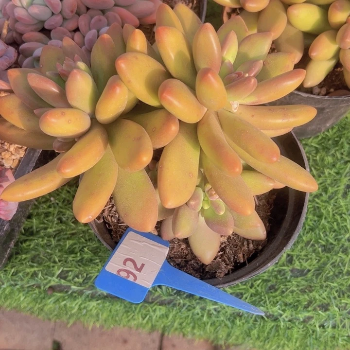 健健康康平平安安