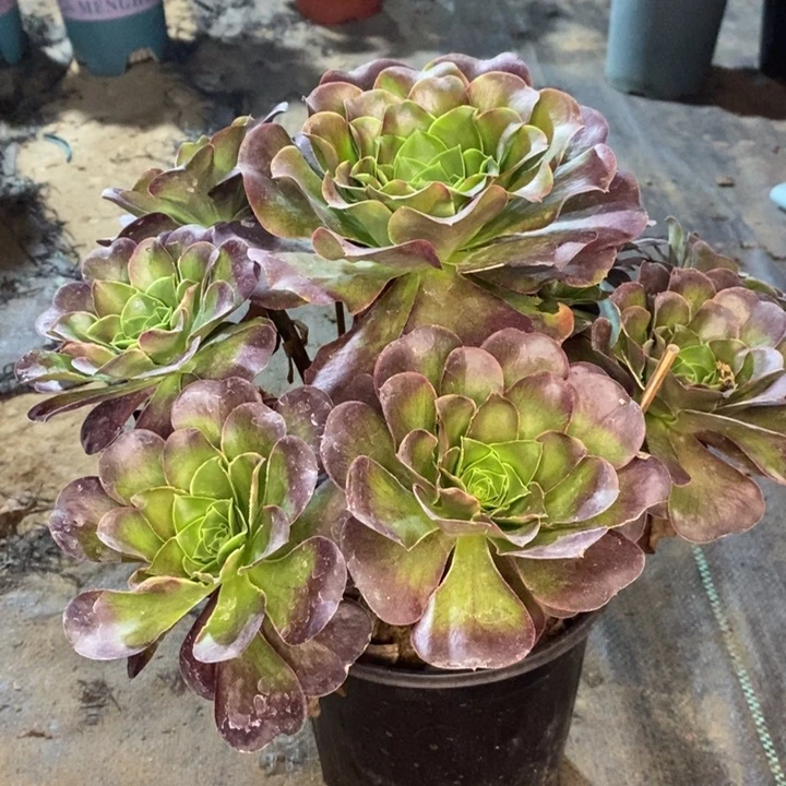 魅金玫瑰多肉植物57