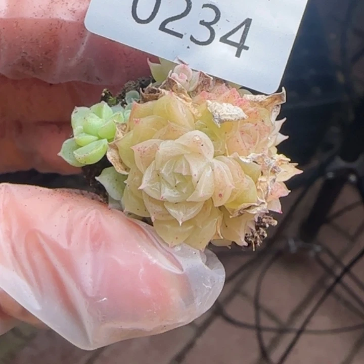 234号     冰渣子麦秆