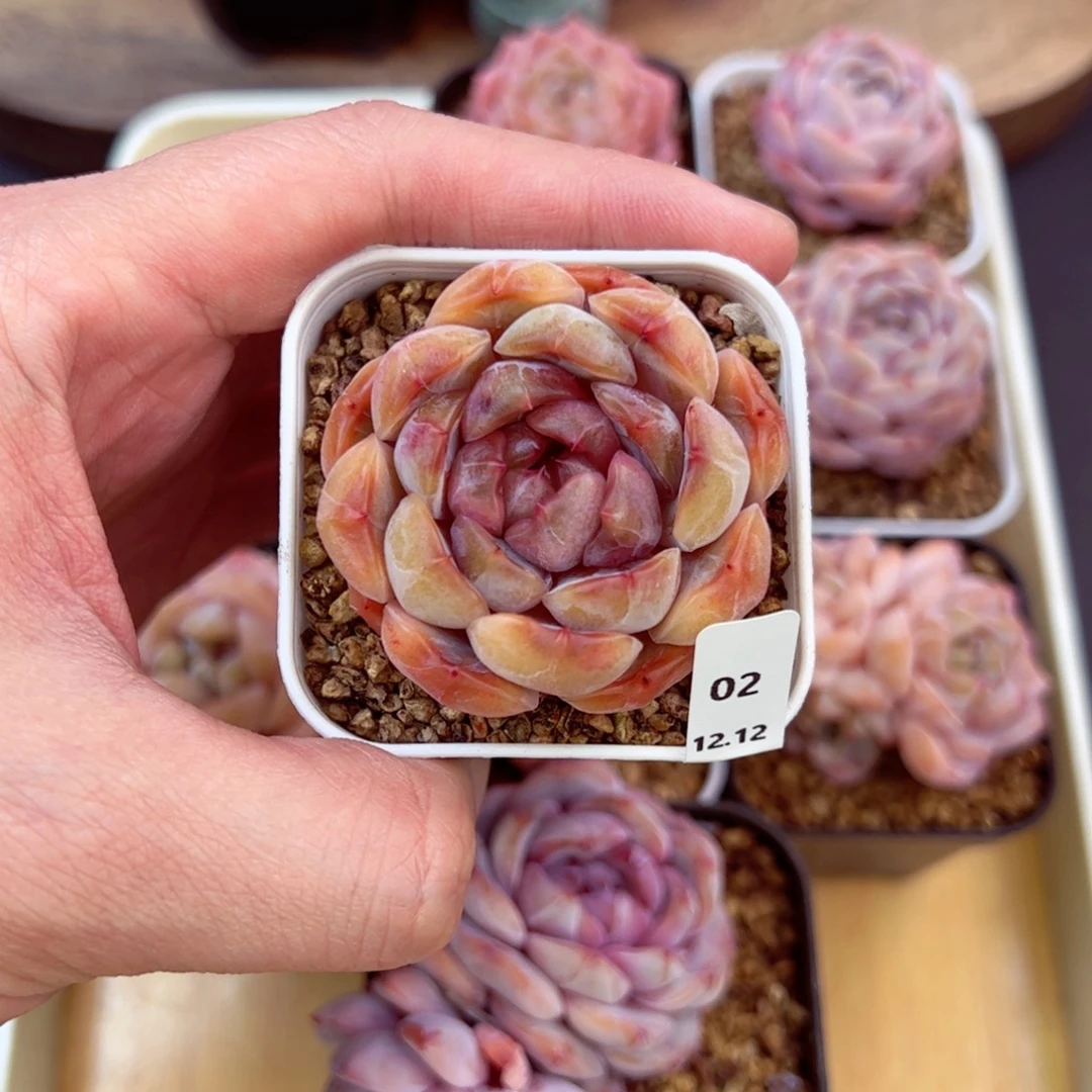 好好看02、哈哈哈哈哈