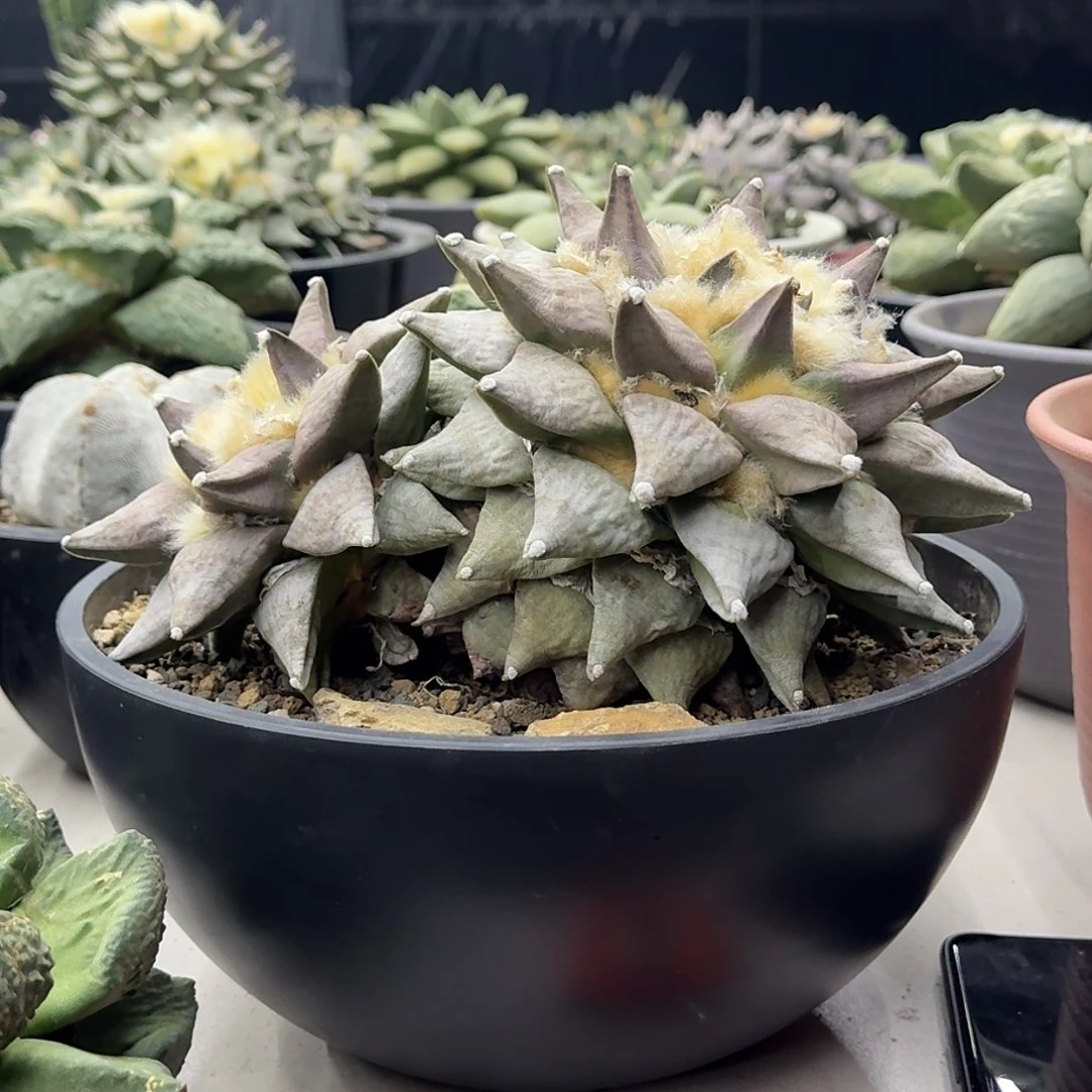 双头岩牡丹仙人球