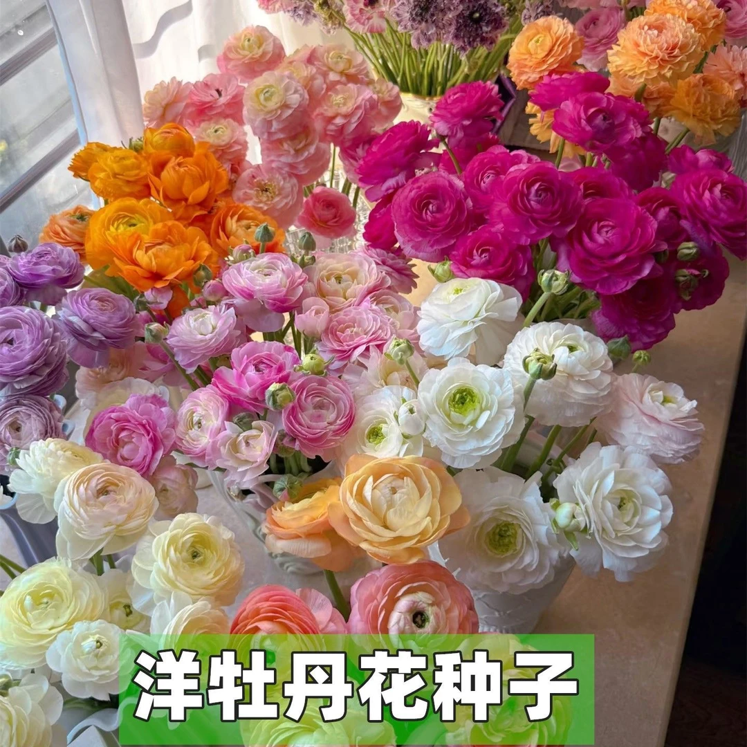 【洋牡丹种球】重瓣花毛茛种球耐热耐寒可室内外种植多年生花卉盆栽