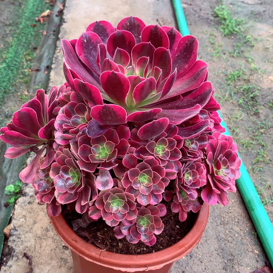 美杜莎，多肉植物的