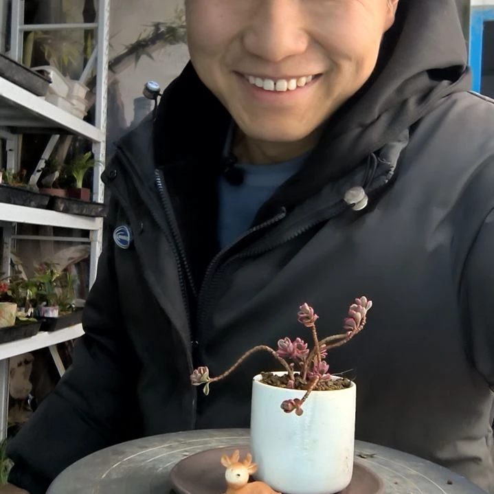 精****?小盆景小植物一物一拍82