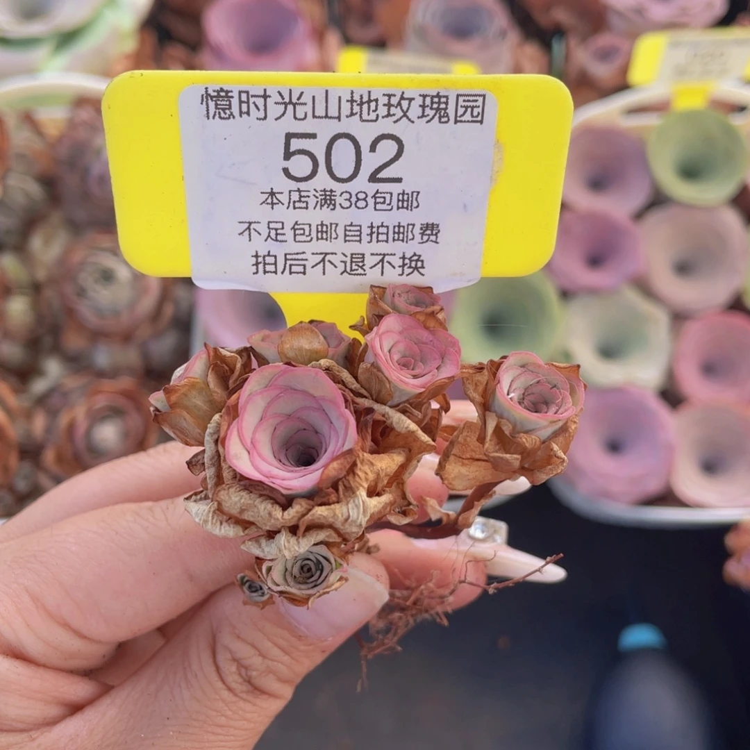 山地玫瑰502满38包邮裸根发货