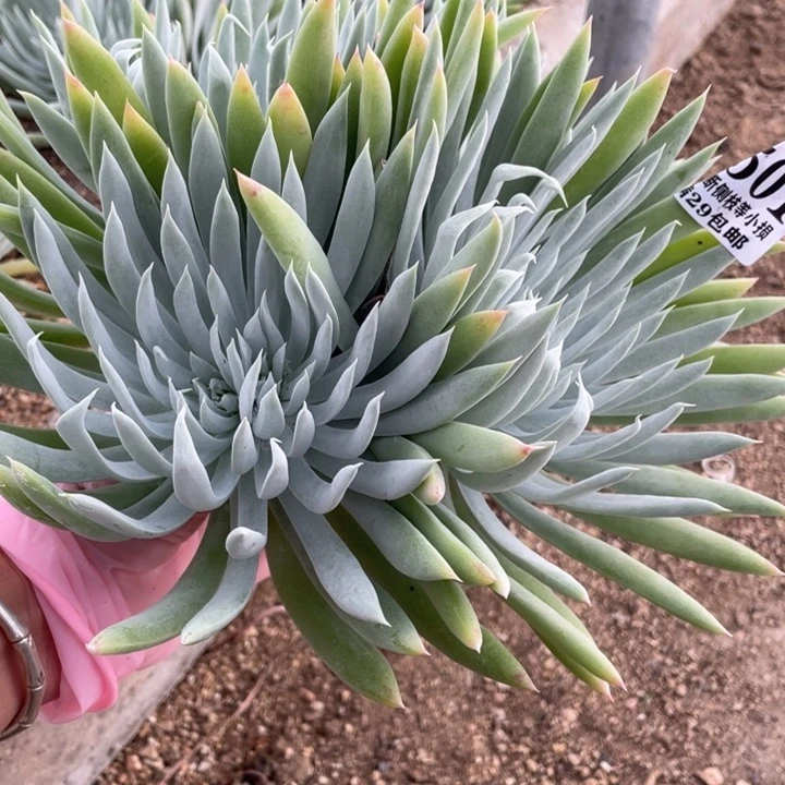 501号奴婢吉娜多肉植物