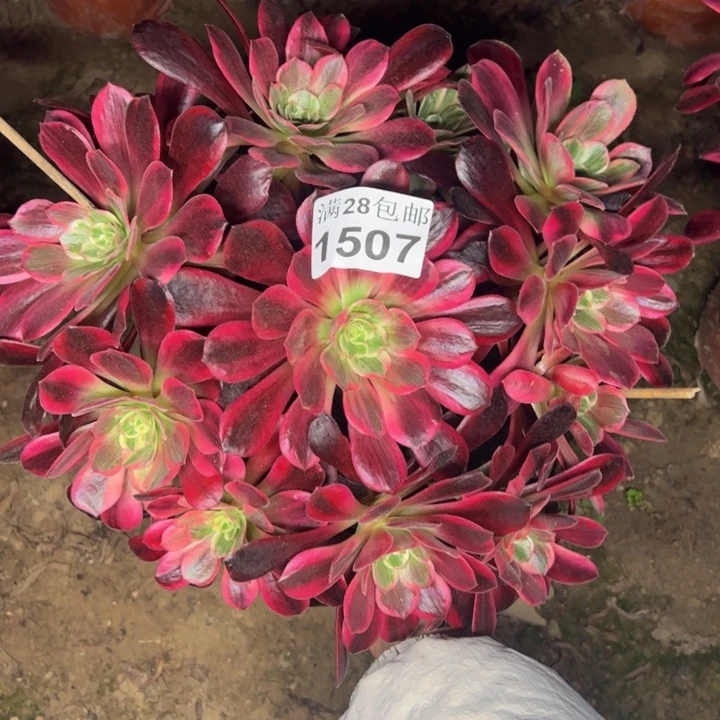 1507婚纱多肉植物