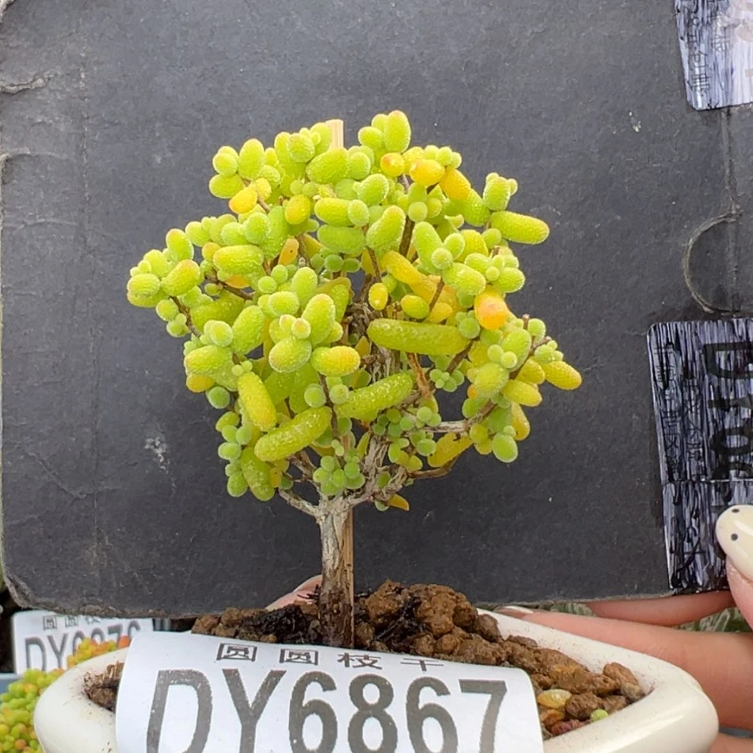 【闪购商品】dy6867精控金桔糖球冠幅4cm