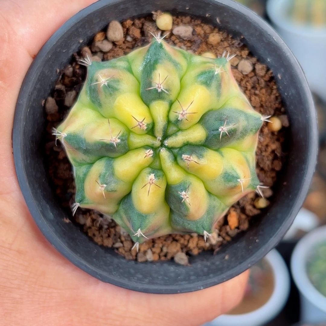 泰系米哈chalee 实生侧320
