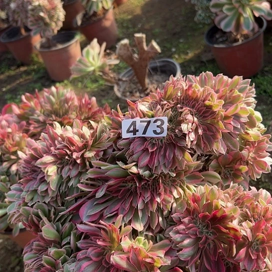 一***界多肉植物一个女巫473