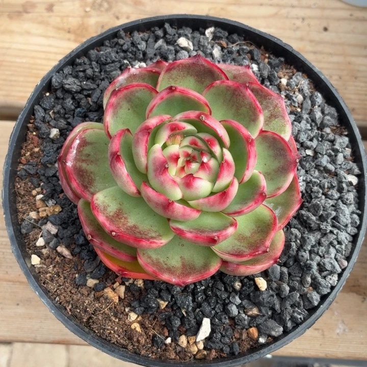 开播福利 惊鸿仙子-4