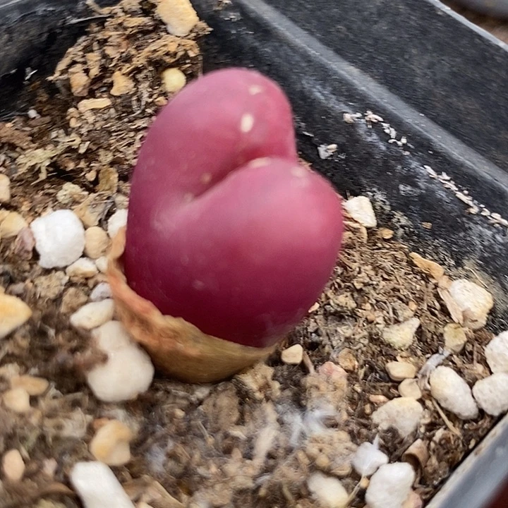 10547吕氏一颗 有伤