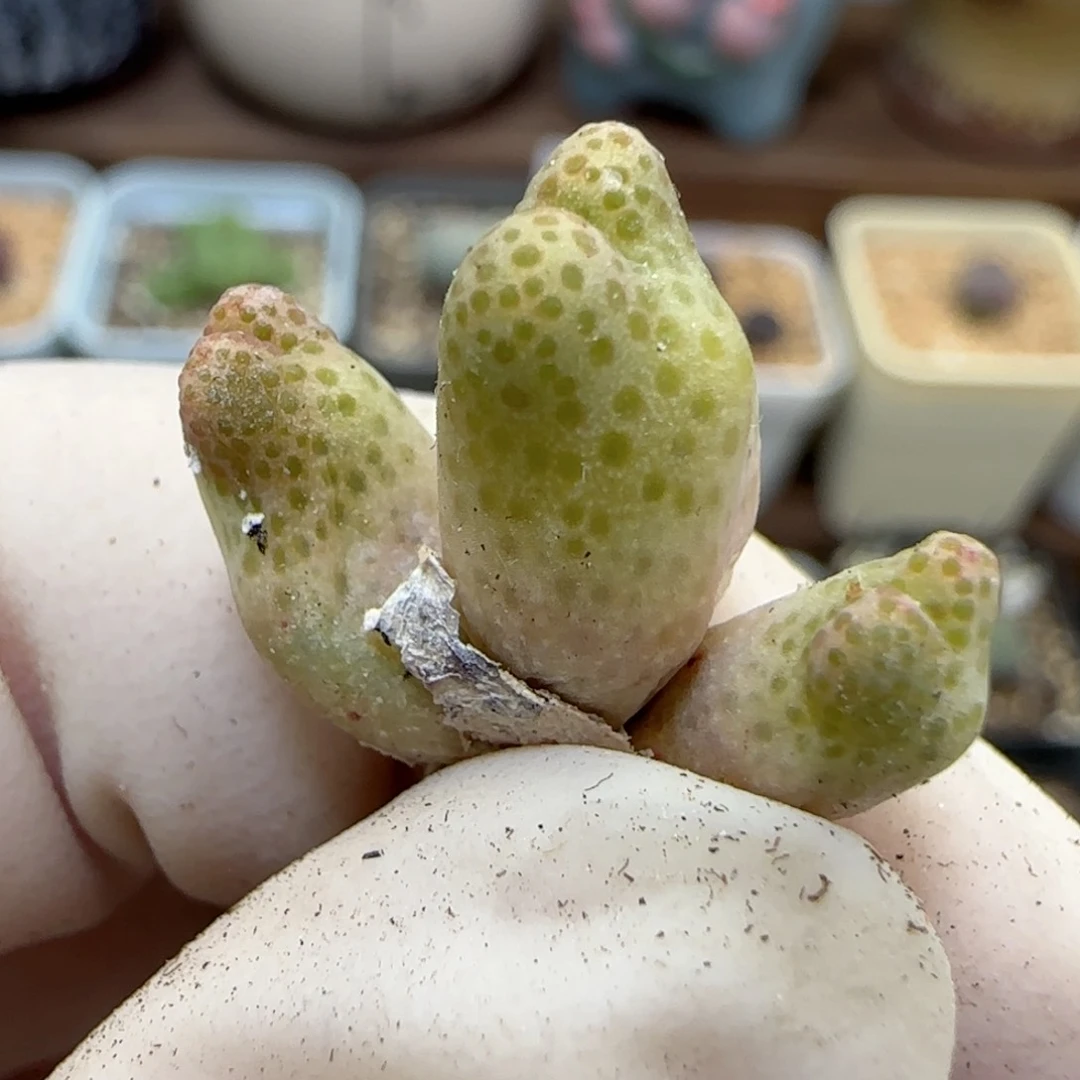 458园艺优选红斑马