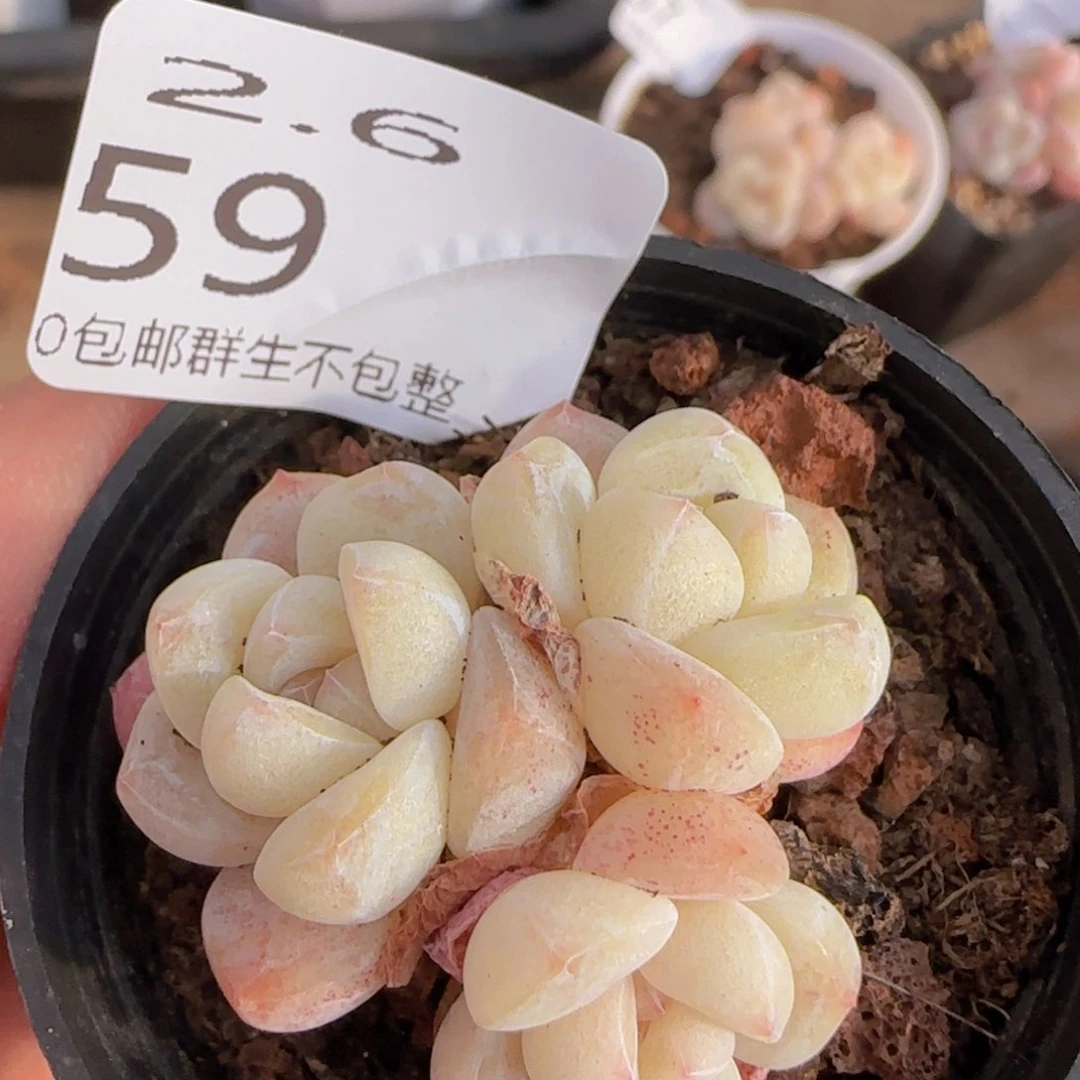 冰玉三头一颗脱土