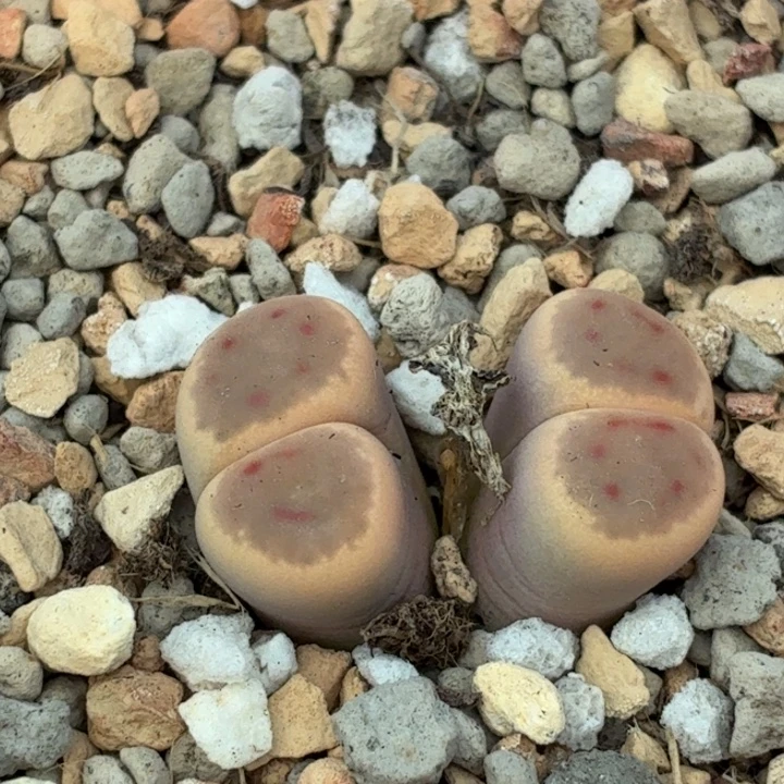 5155c206神迪双头母本株