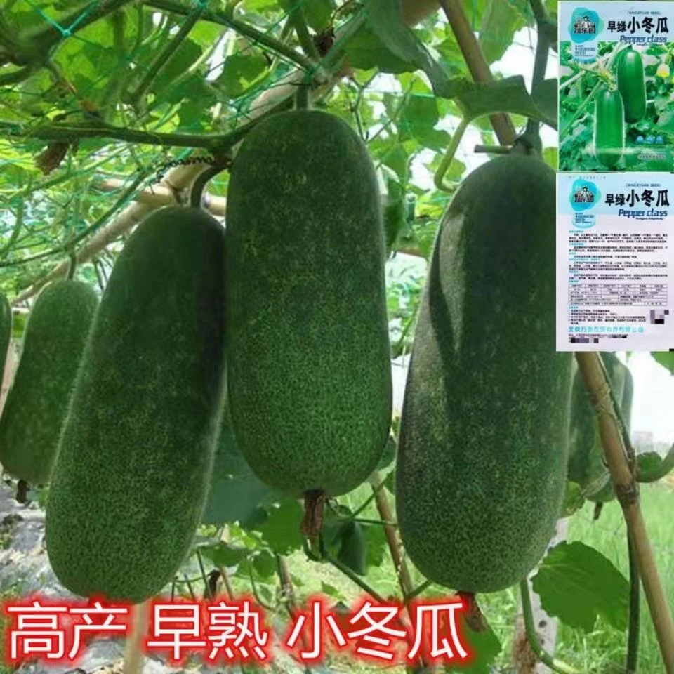 高产粉皮冬瓜蔬菜种子农家田园盆栽早绿小冬瓜黑皮冬瓜种子