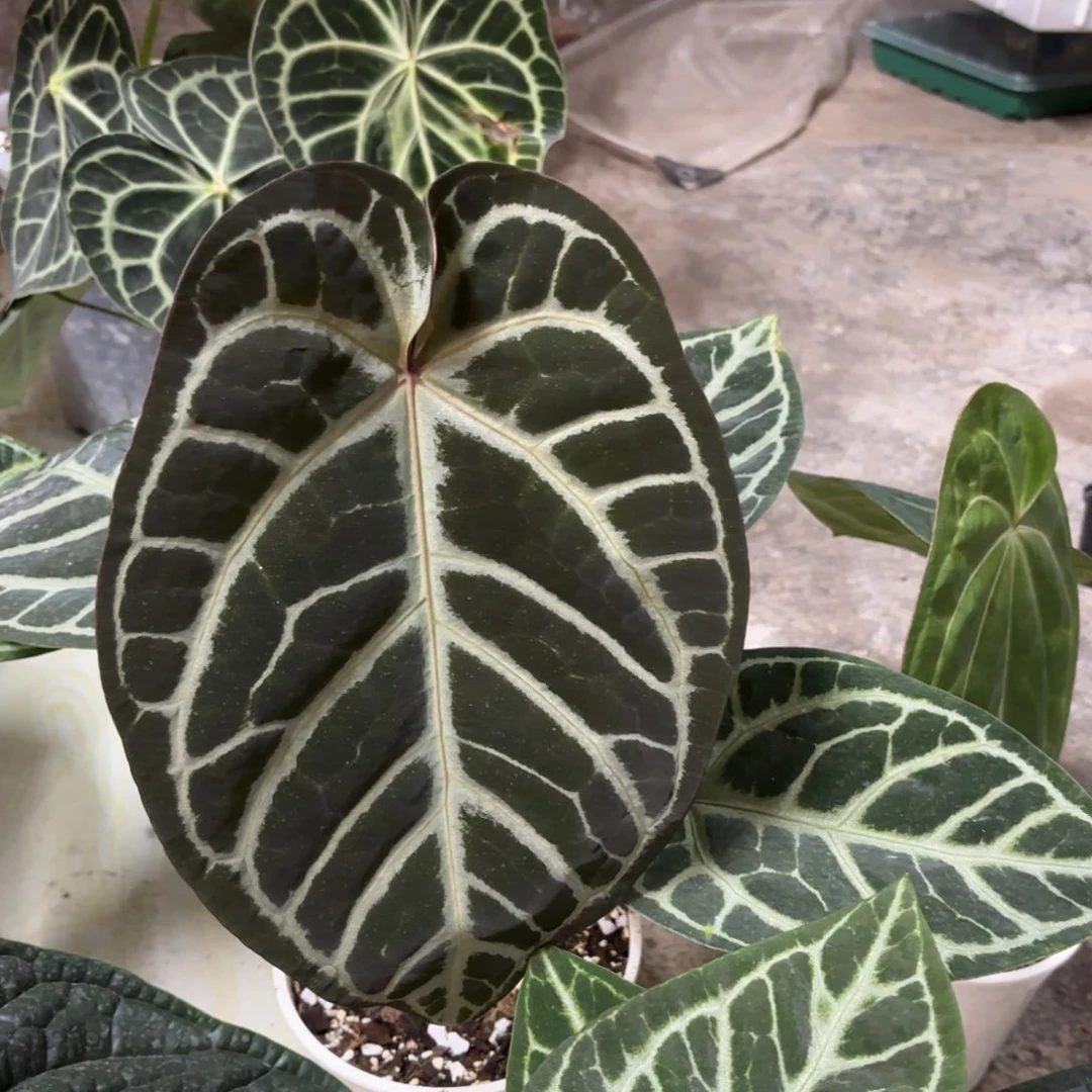 完全开放Skg银红花烛