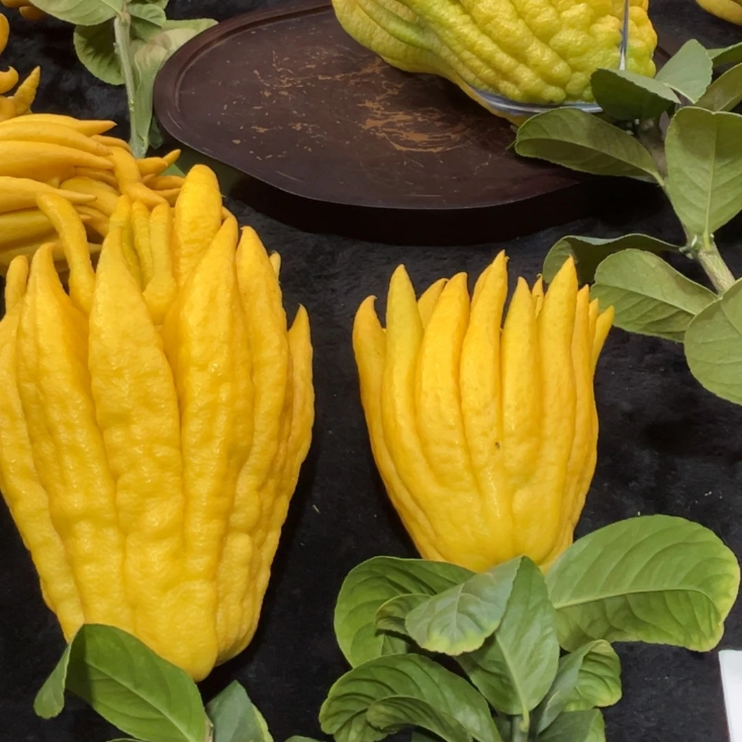 海***星完全开放九九九九