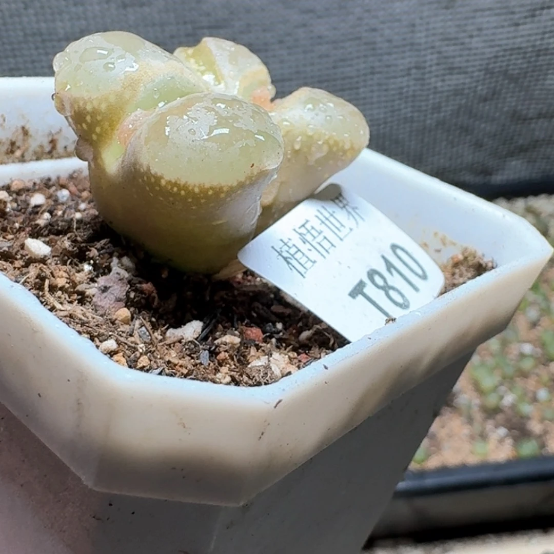 810号多肉植物哇cv