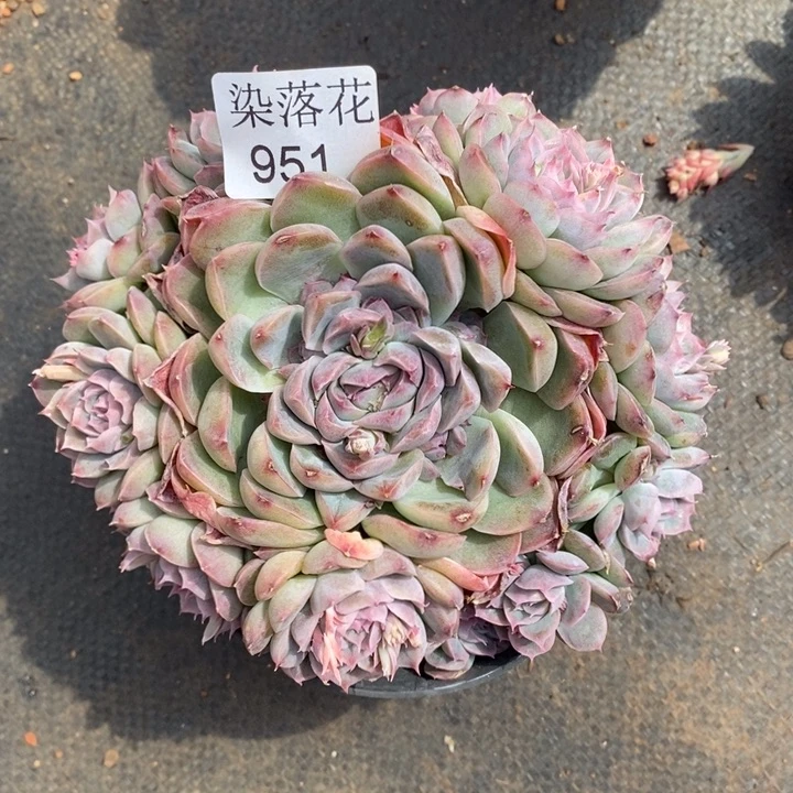 用****4精品多肉植物951