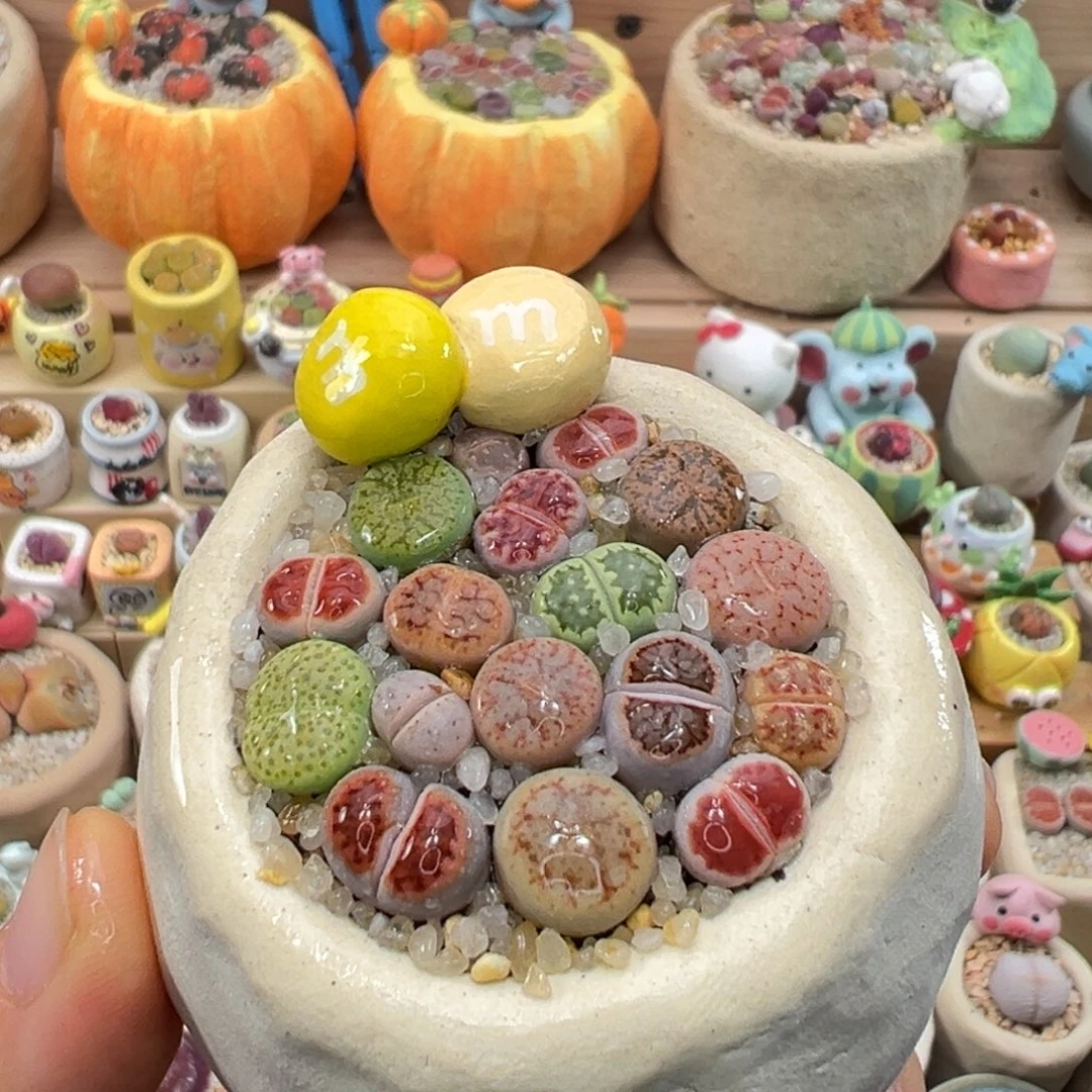 多肉植物67号彩色