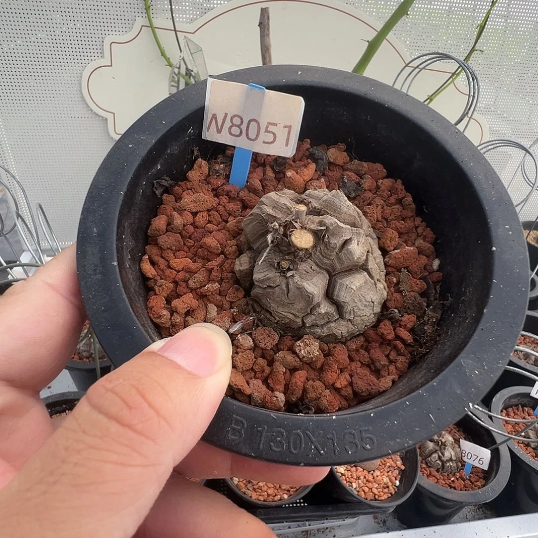多肉植物专拍 一物一拍 南非龟甲龙8051