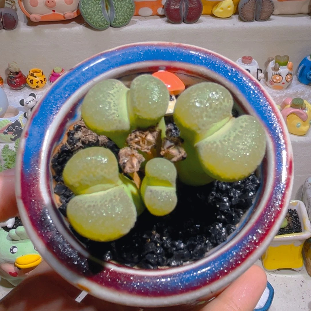 160绿碧琉璃带盆带土