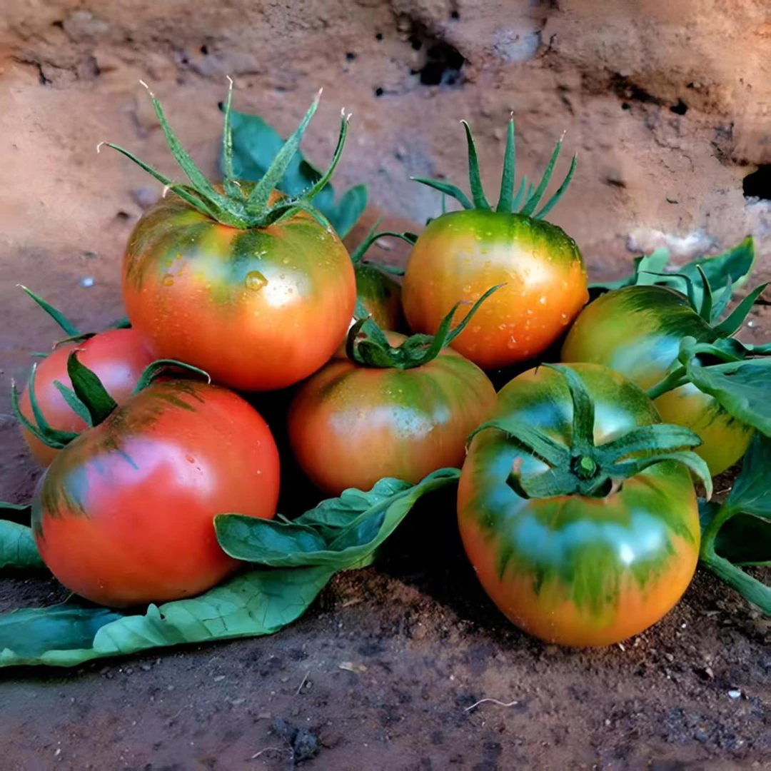 老品种柿子草莓柿子铁皮柿子