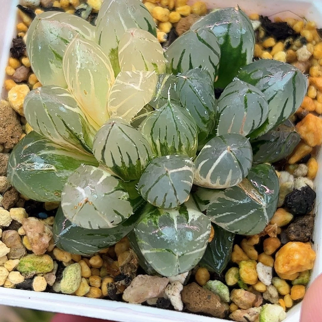 Oh锦十二卷多肉植物