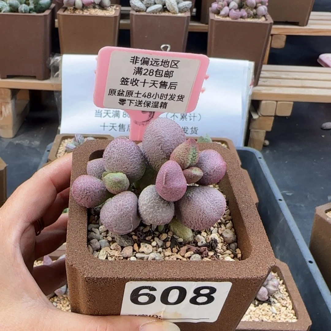 黑****6608少女心多肉植物