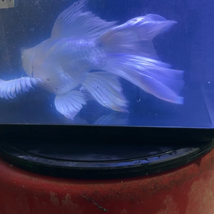 用***8蝴蝶鲤鱼蝴蝶鲤68瑕疵