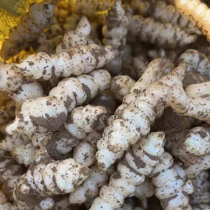 2024新鲜地环小个发芽螺丝菜玉环宝塔农家蔬菜农产品直发地梨牯牛