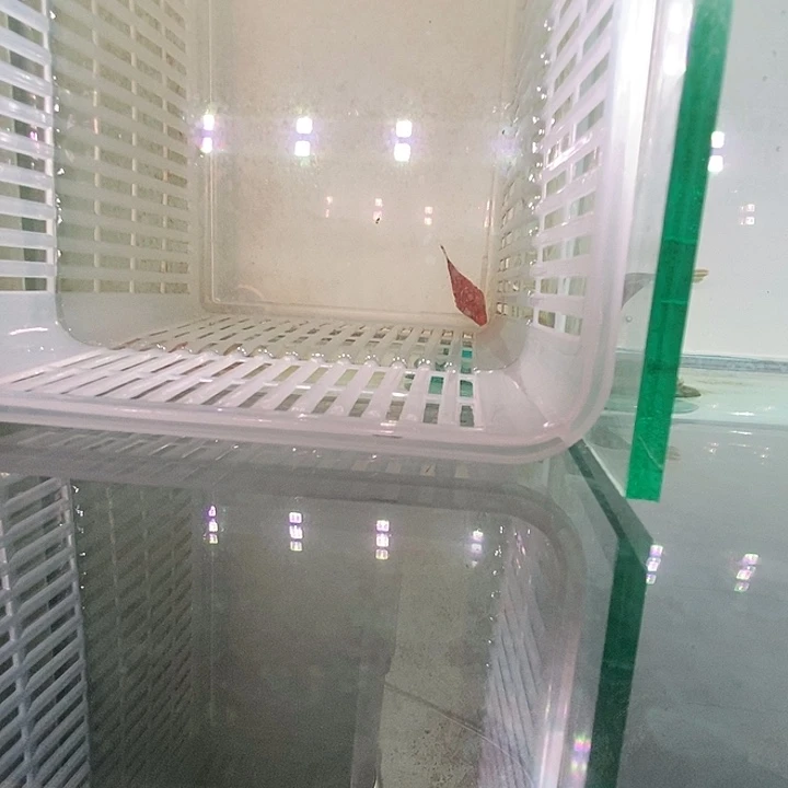 海水鱼红木瓜2-3厘米