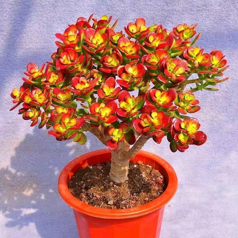 包邮红花玉树老桩多肉摇钱树肉树多肉植物品种大全黄金摇钱树新手