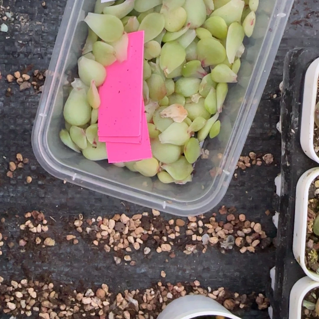 晶晶珍妮叶子一个