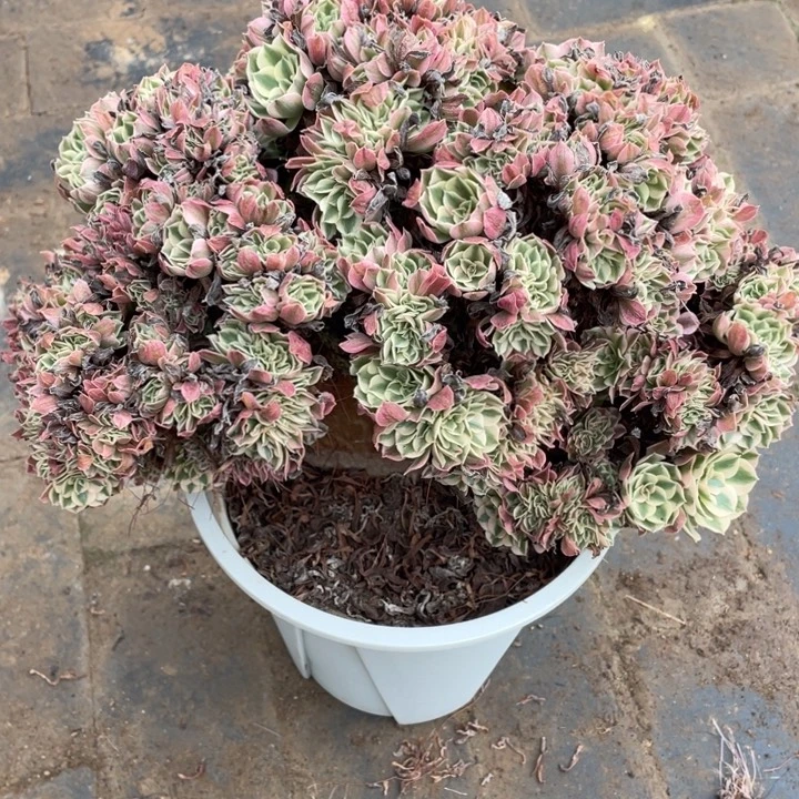 轻***舞法师老桩缀化粉女巫